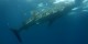 Philippines - 2012-01-16 - 119 - Whale Shark Beach